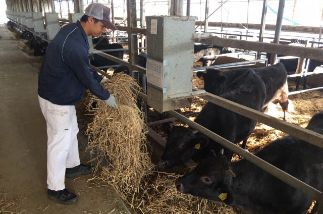 神田グランドファーム 飼育の様子